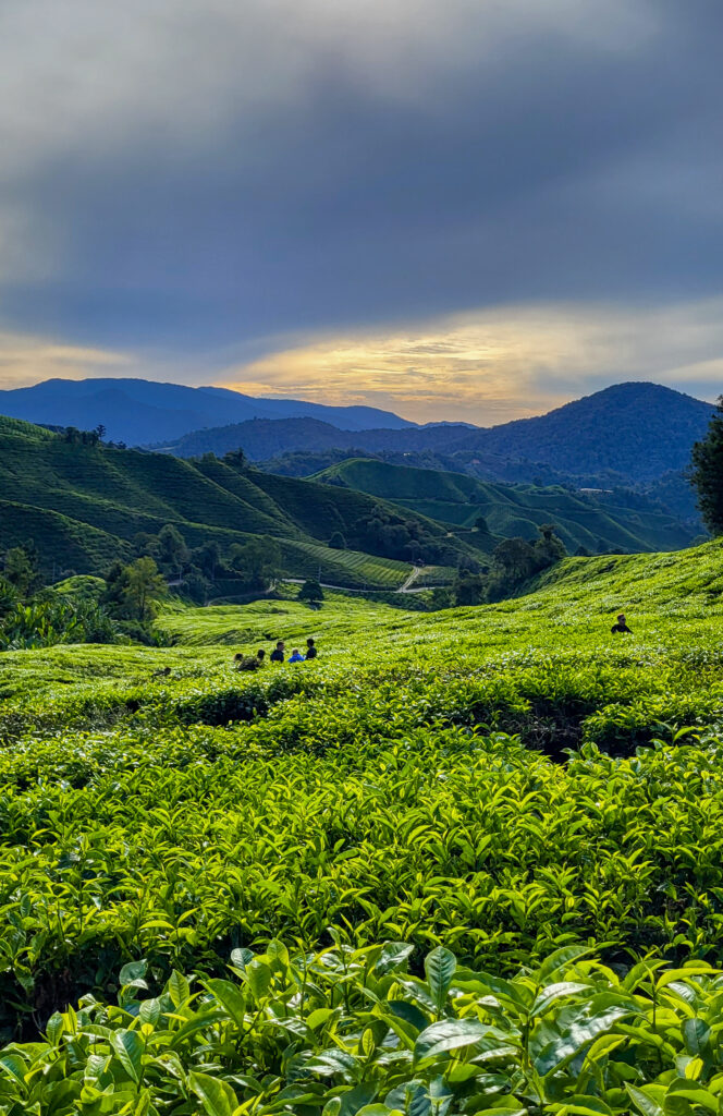 cameron highlands, malezja