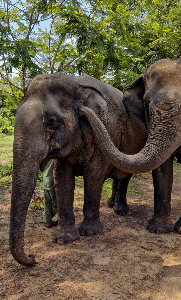 Słonie w Kulen Elephant Forest, Kambodża