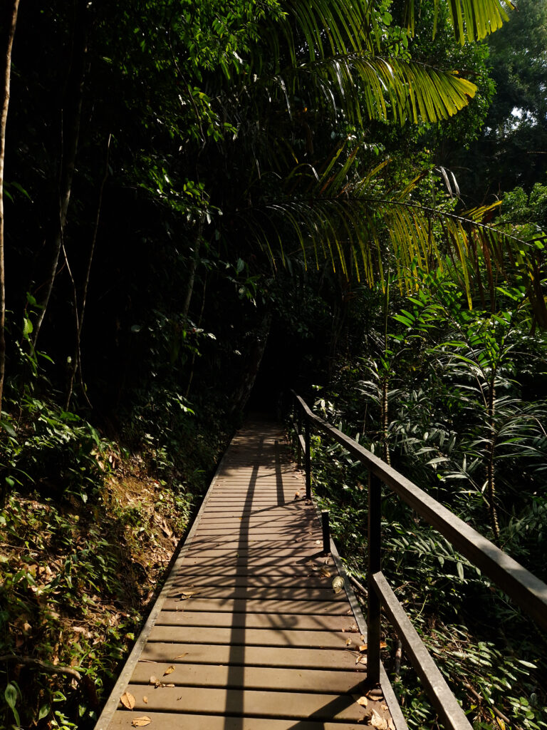 Taman Negara, co zobaczyć w Malezji