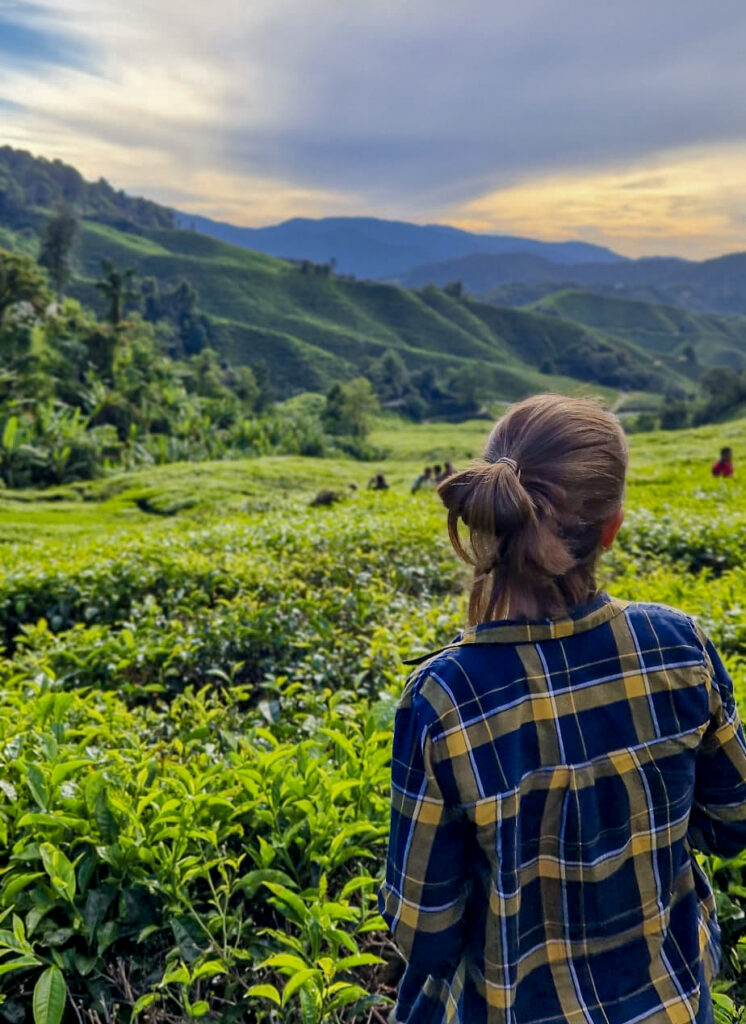 malezja informacje, cameron highlands widok