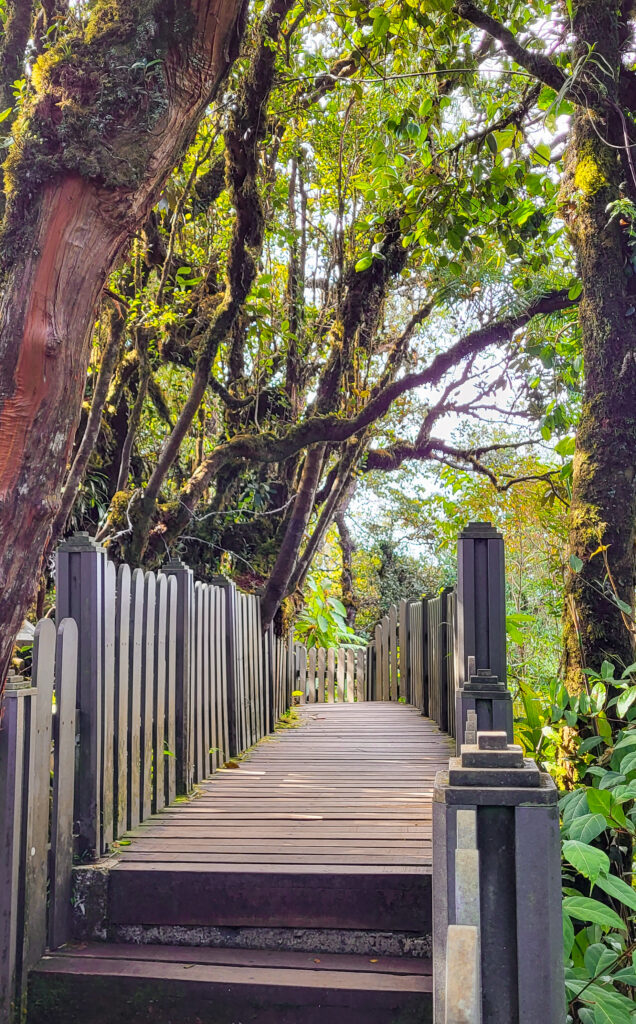 mossy forest malaysia