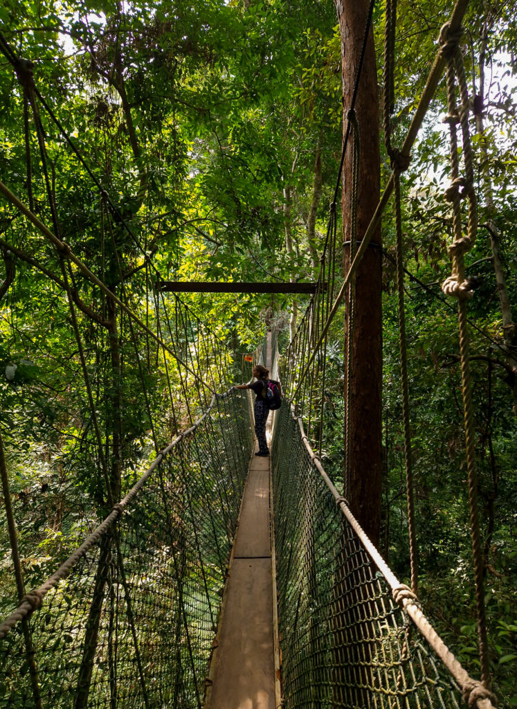 canopy walkway, taman negara