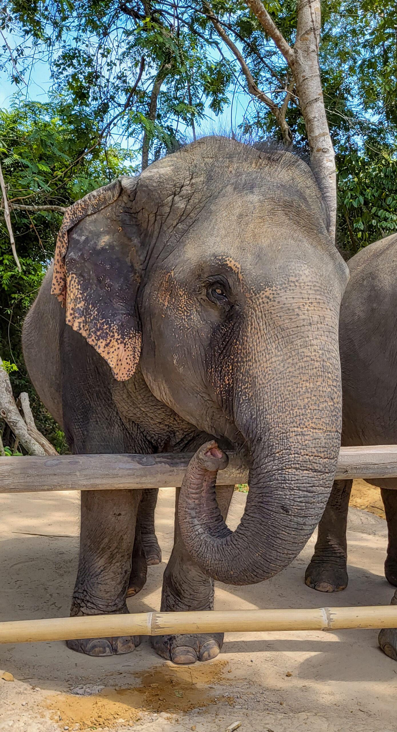 słoń w kulen elephant forest w kambodży - samica, sanktuarium dla słoni uwolnionych z niewoli w Angkor Wat