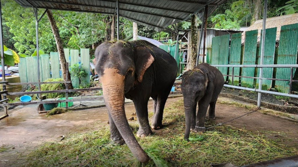 słonie na łańcuchu, Phuket