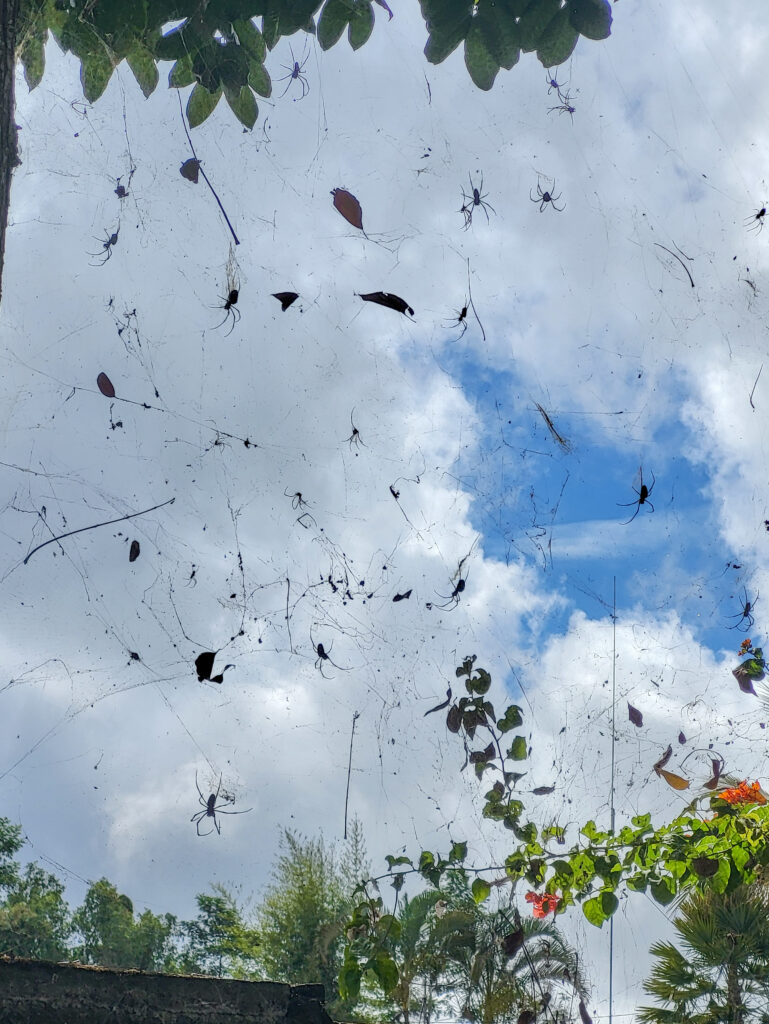 spiders, kintamani, Animals in Asia