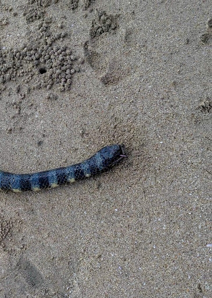 sea snake animals in afrika