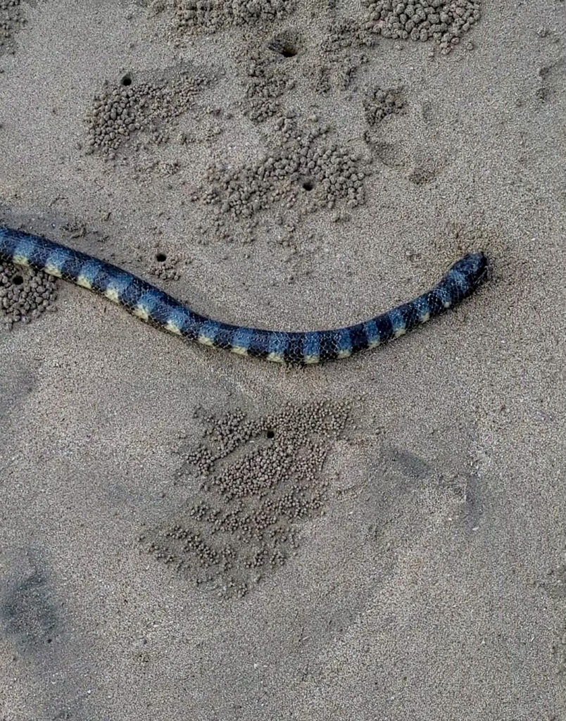 sea snake