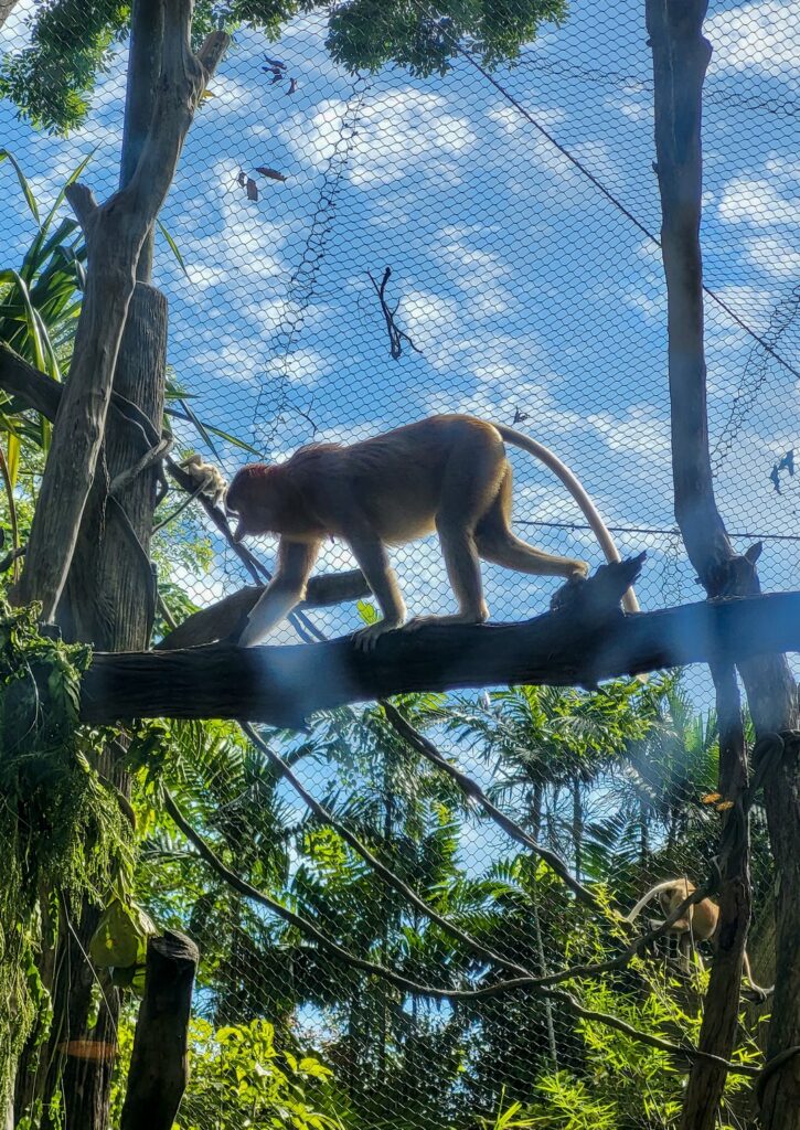 nosacze singapur