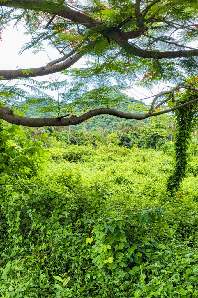 Green, Kep, Cambodia