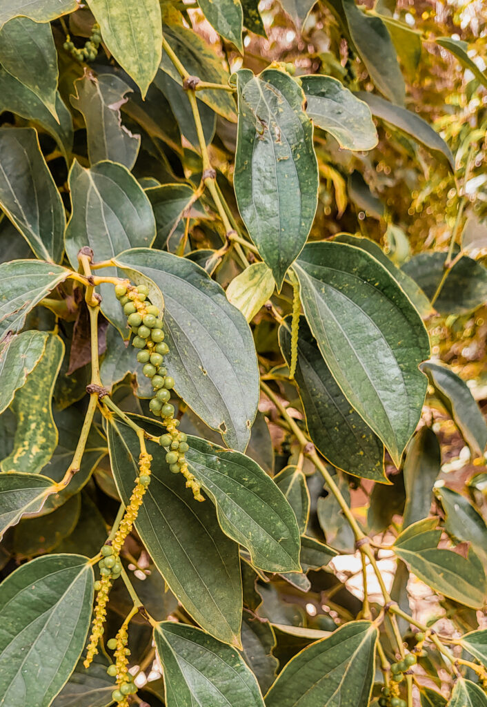 cambodia farms kep