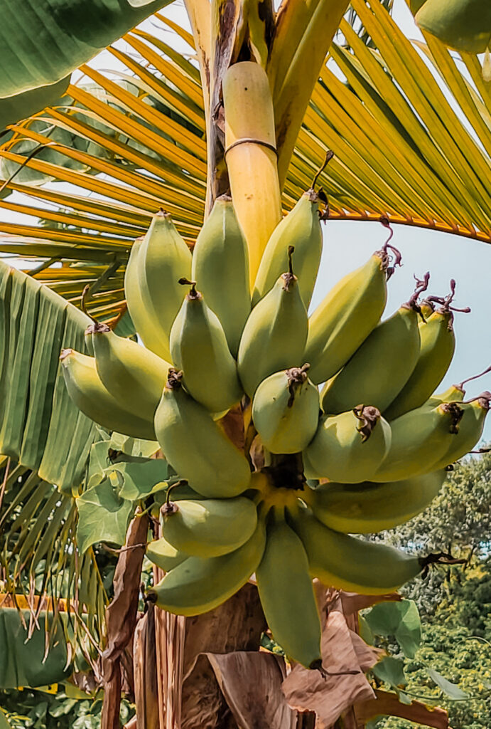 kep, banana farm