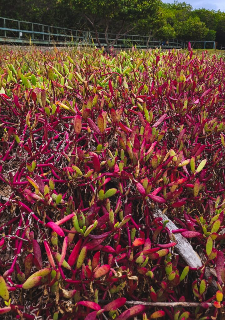 sesuvium galapagos