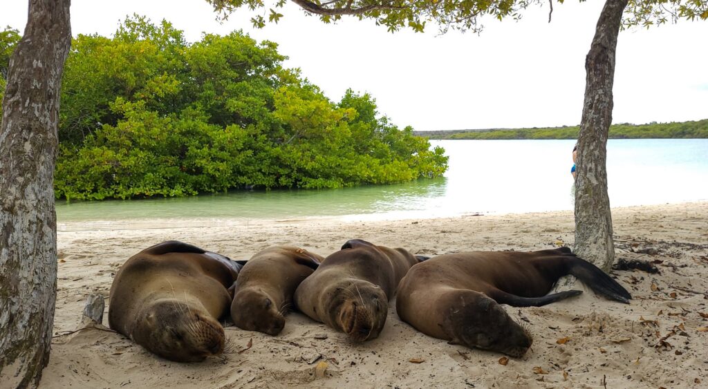 ceny na galapagos