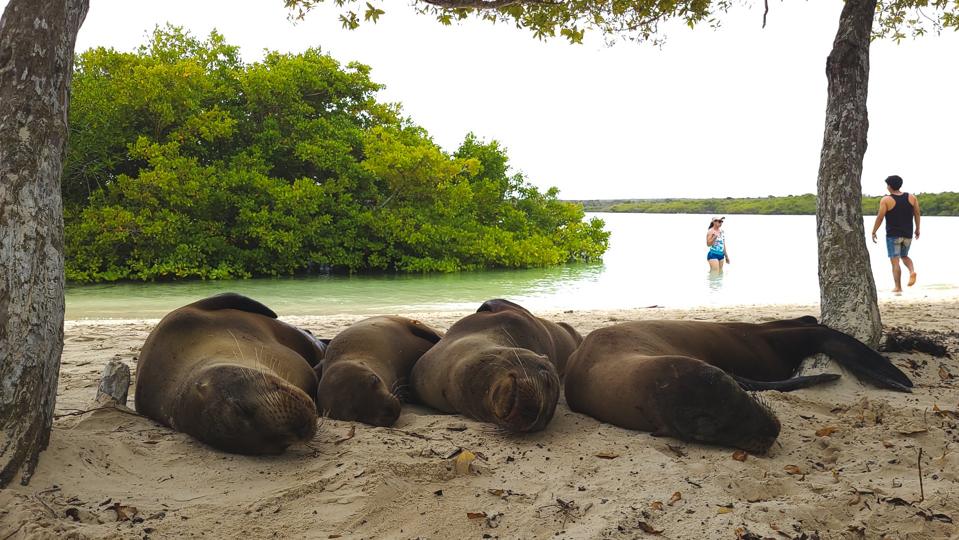 foki i galapagos