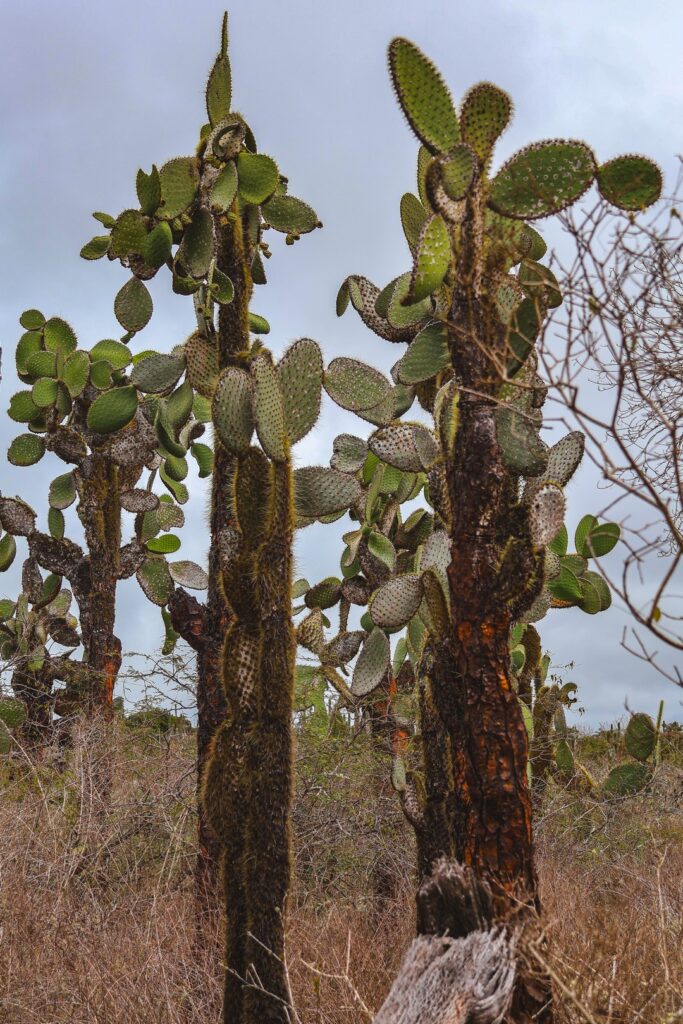 wyspy galapagos