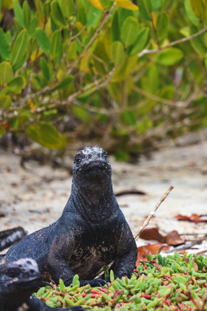 legwany morskie galapagos