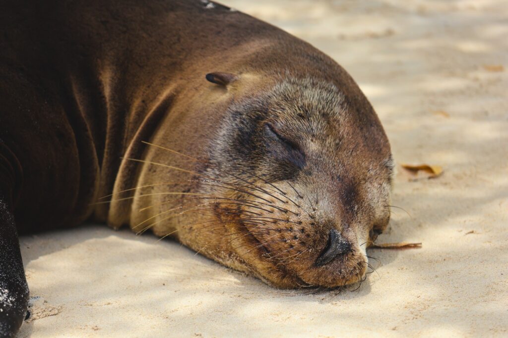 wyspy galapagos