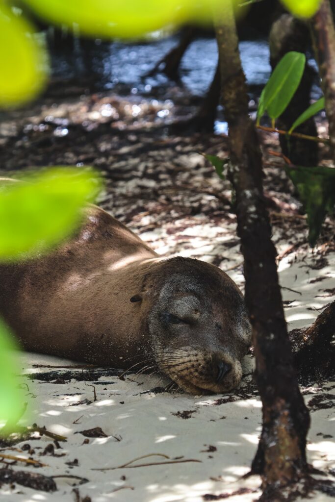 wyspy galapagos