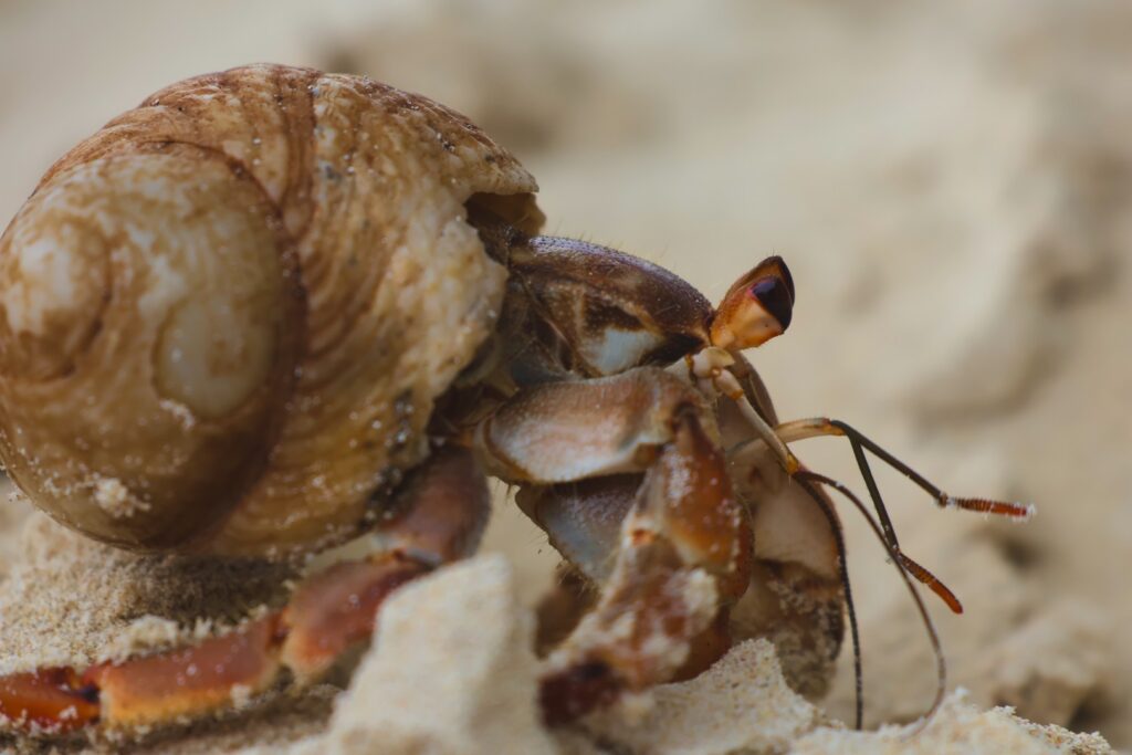 krab pustelnik galapagos