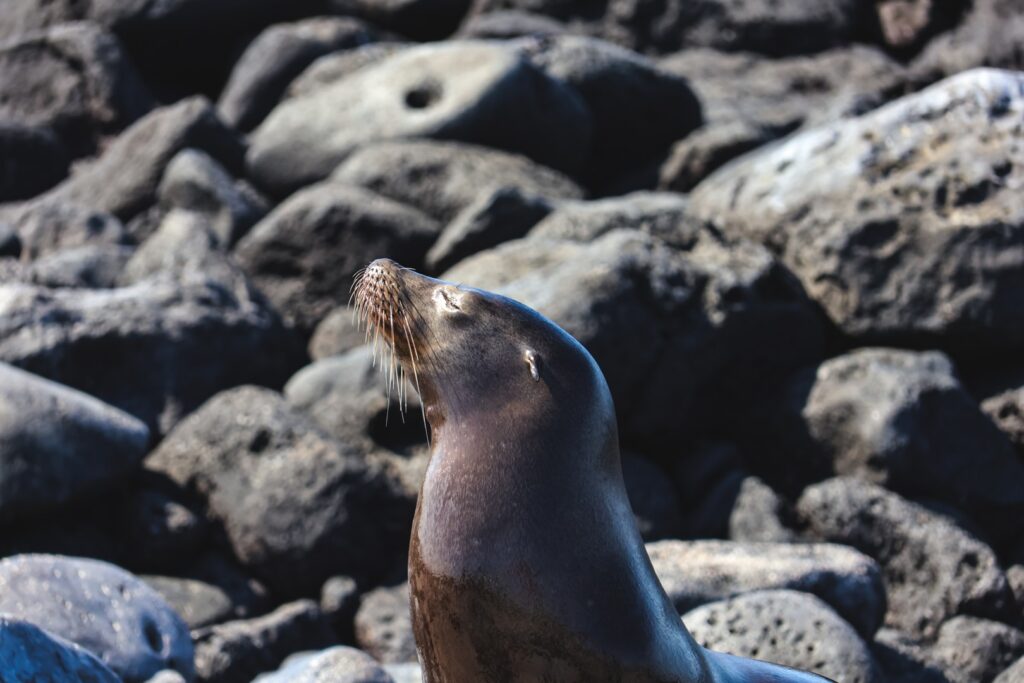 galapagos