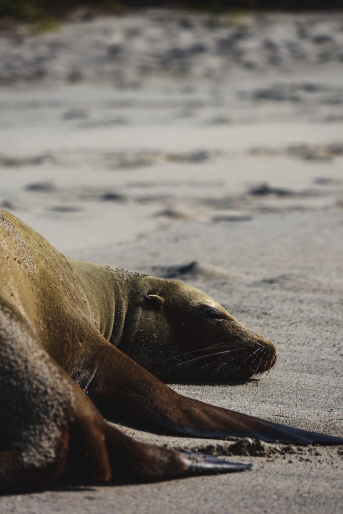 wyspy galapagos