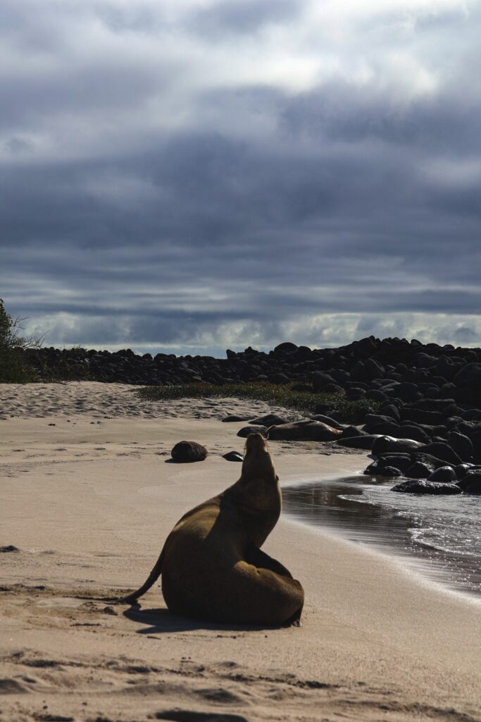 wyspy galapagos