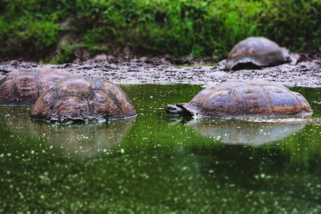 wyspy galapagos