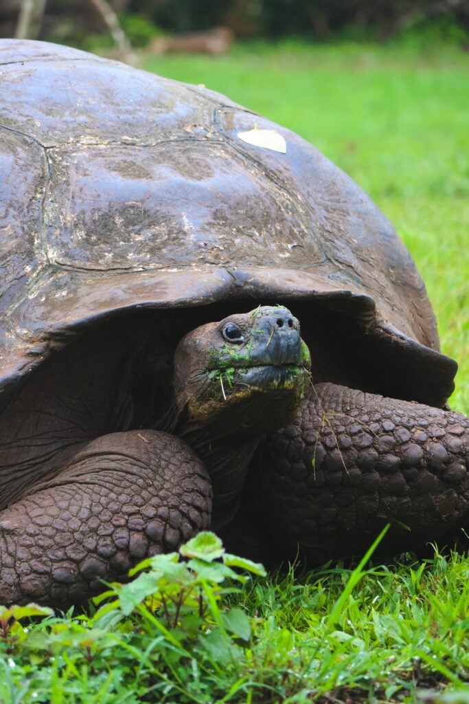 ceny na galapagos