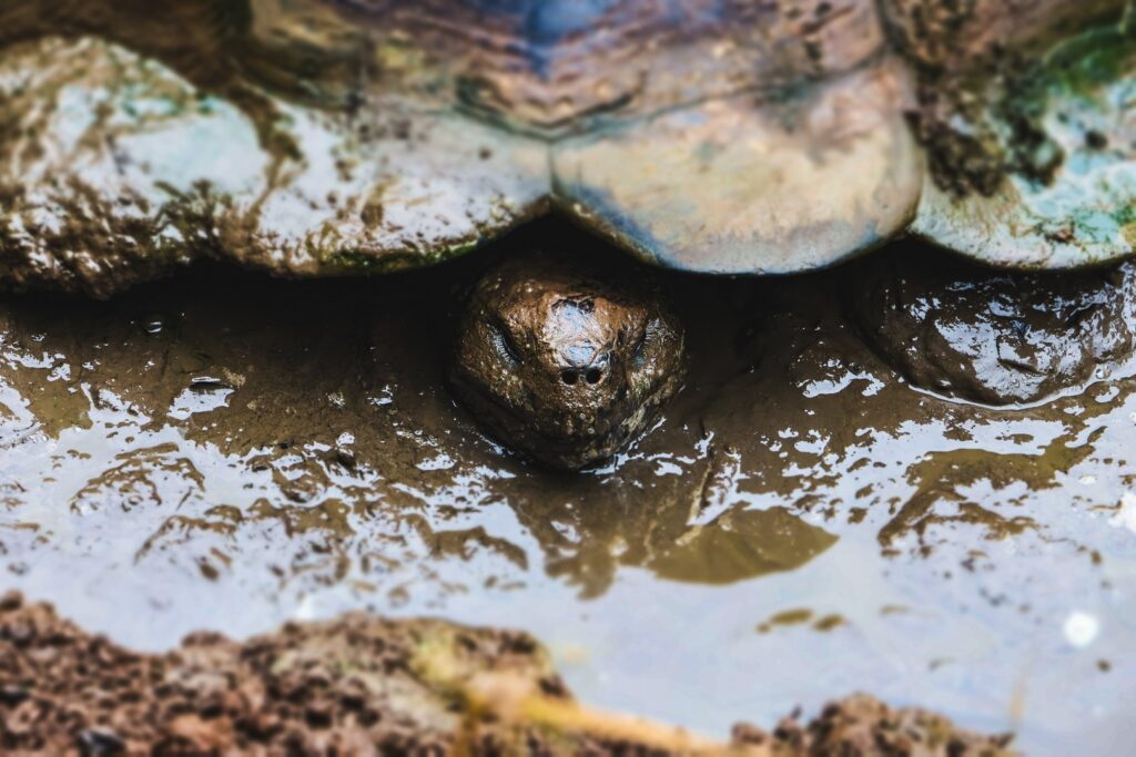 żółwie zdjęcie galapagos