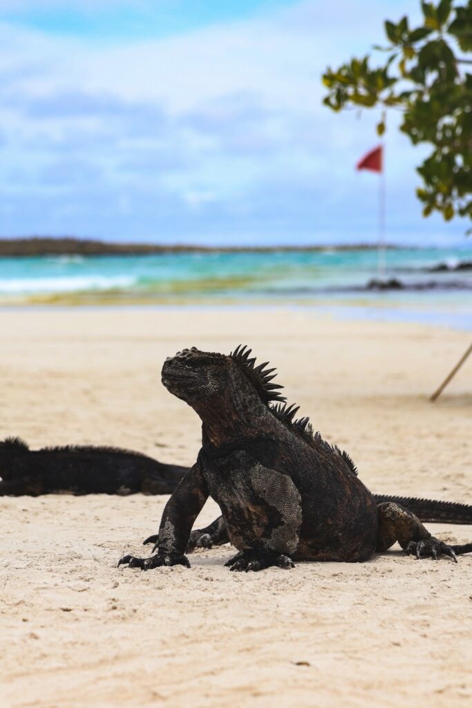 Legwan morski leżący na plaży Totuga Bay na wyspach Galapagos