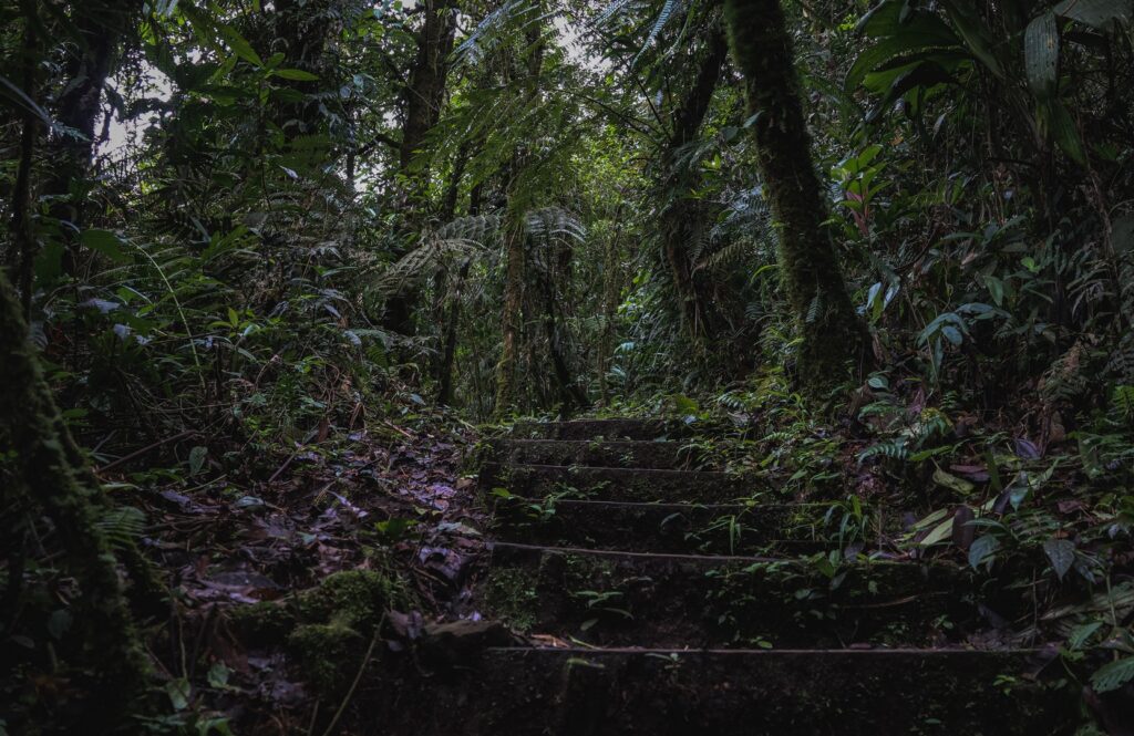 jedna z tras prowadząca do wodospadów Blue Falls w Kostaryce